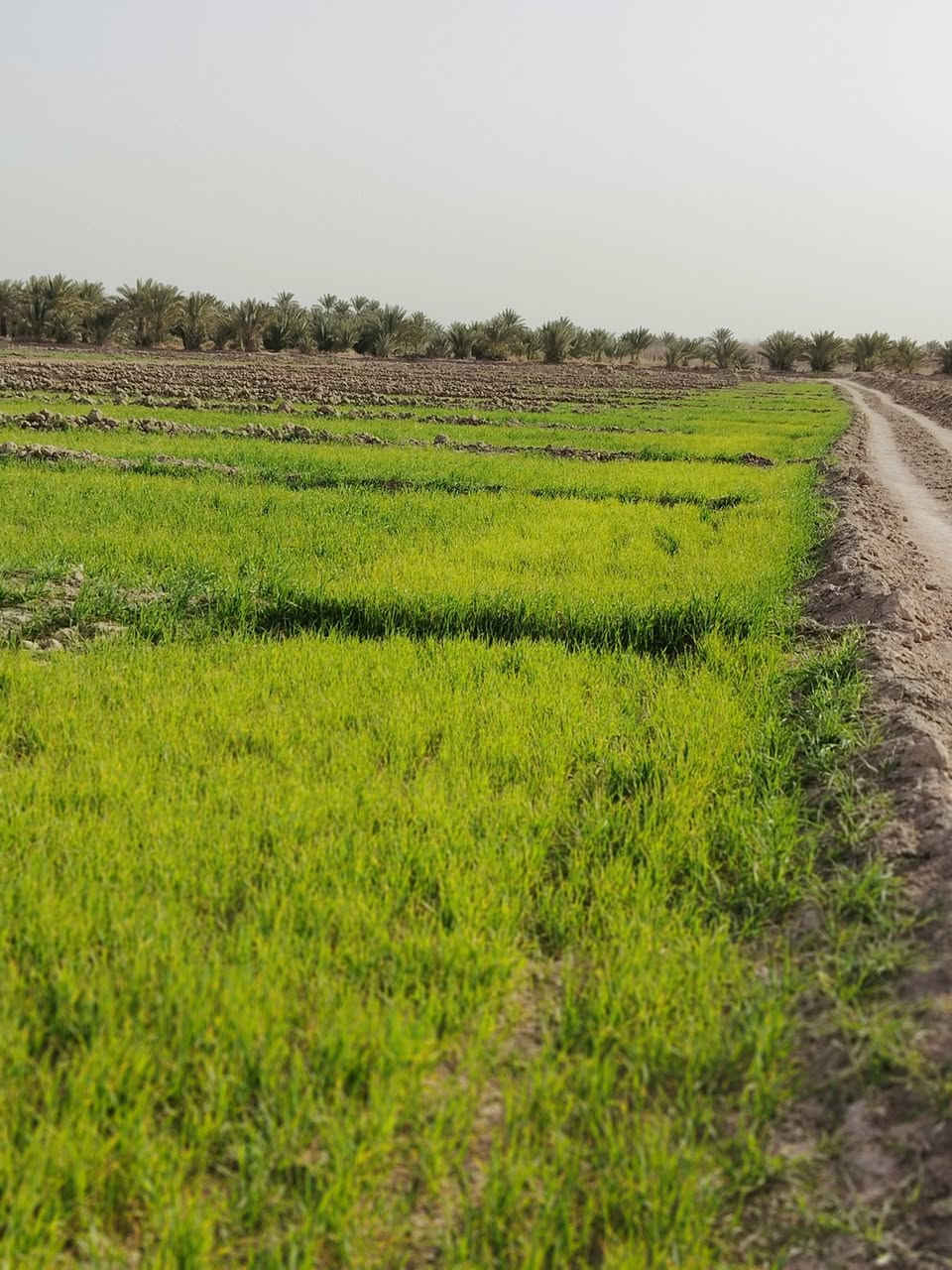 سلام عليكم مزرعه للبيع المساحه 10دونم عقد 24 مجدد بسمي طريق كربلاء نجف عامود 430 جهة الحسينيات  تبعد عن شارع العام كيلو ونص بيه ماي اساله وبير سعر الدونم 15
***********
