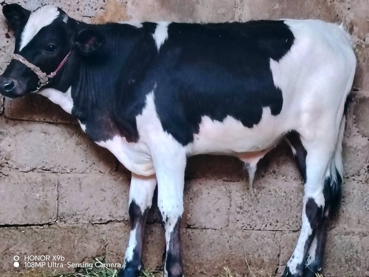 بسم الله ماشاء الله
حولي فريزي الاصلي 

 حولي خشانة فول رقم واحد 

حولي درجى اولى مال جنيه 

شرط اچل وشرب ونصاحة فول 

المكان  صلاح  الدين الشرقاط الخضرانيه

***********
***********
