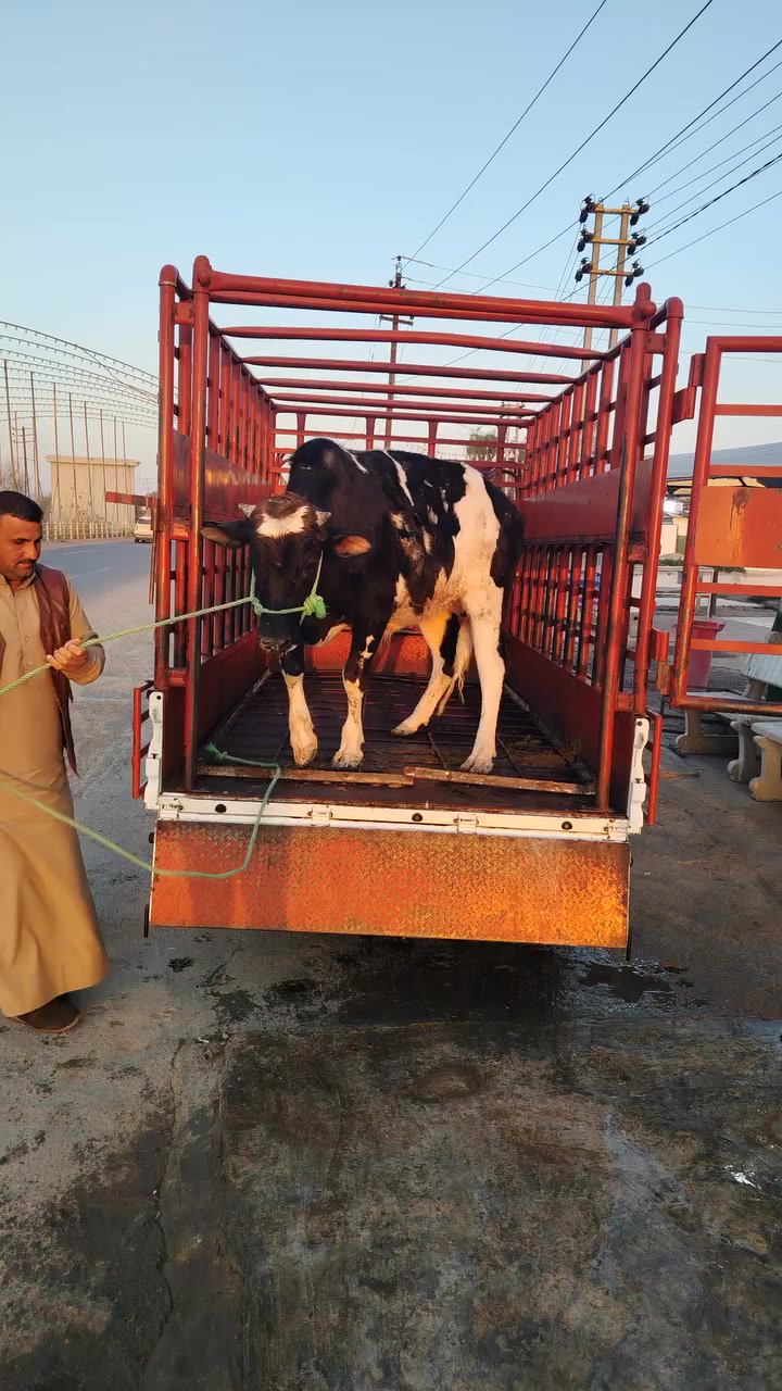 اللهم صلي على محمد وال محمد
من جزاره البيدر
ذبح عجول عراقي وقوزي فقط
وطلي عراقي فقط
الموقع المقداديه جسر مهروت مجاور مخبز الجوادين
يوجد خدمه توصيل داخل شهربان ***********
