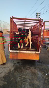 جزارة البيدر • المقداديه • عجول عراقي