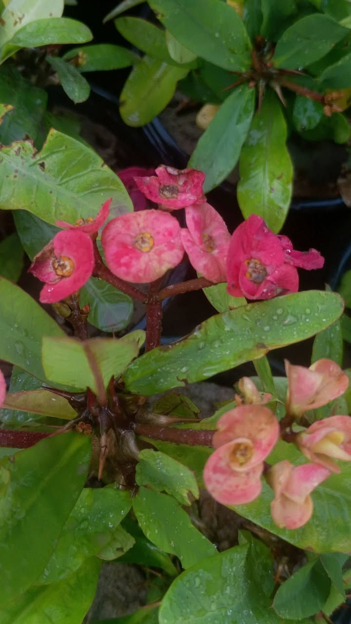 صباح الخير
انواع نباتات متوفر حالين مشتل سماء الكوت 
السعار تنفسيه 
 (◉‿◉) (◉‿◉) (◉‿◉) (. ❛ ᴗ ❛.) (. ❛ ᴗ ❛
العنوان مشتل كوت فلكت الحاوي قرب مجمع دمشق الطبي مقابل مدرسه التعليم الاساسي مشتل سماء الكوت الحجز محسن كاظم


**إذا كنت صاحب هذا الإعلان وتريد حذفه لأي سبب، رجاءا أرسل رسالة إلى الدعم الفني**