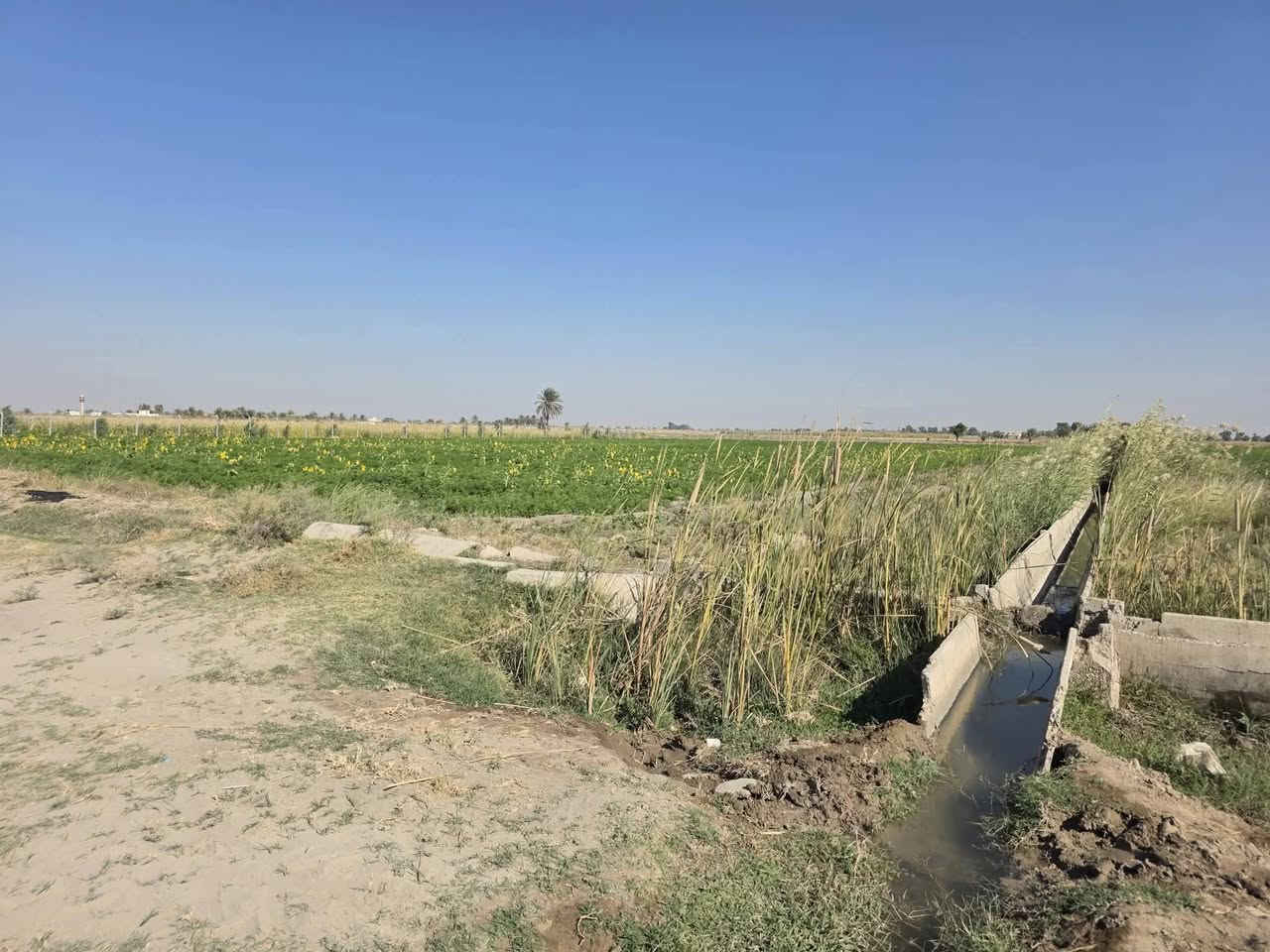 ارض للبيع المساحه 14 دونم في بغداد التاجي ذراع دجله الشيخ عامر
صنف الأرض. طابو زراعي سند 25 تحويل بأسمك 
الأرض بأسمي شخصيا 
جبها الدونم 50×50
كامل الخدمات اساله كهرباء ماء سقي 
تصلح مزارع شاليهات استثمار سكن 
تبعد عن كاضميه 20 دقيقه قريبه من تبليط وسنتر 
السعر 32 مليون وقابل للتفاوض للدونم 

للإتصال والاستفسار  ***********/متوفر واتساب
