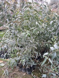 كالبتوس ١٥٠٠الراشديه مقابل مستشفى حماد شهاب  ٠٧٧٠٥٣٨٠٧٧٢