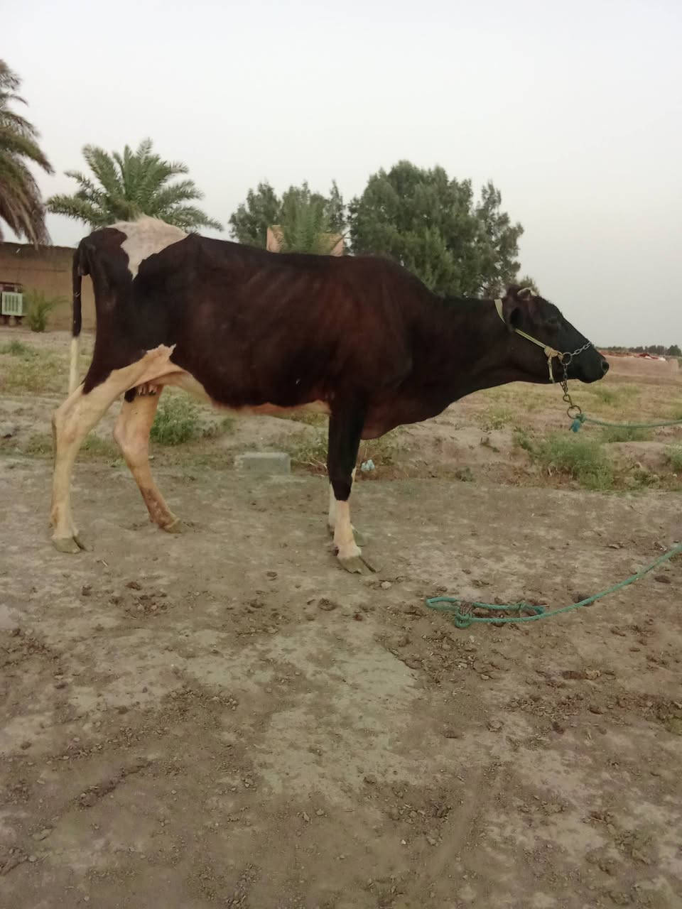 اللهم صل على محمد وال محمد
لجاب للبيع شرط الجني مشروطات على كل عيب 

امهات ثاني بطن يحلبن بدون ابن شرط النصاحه والجني 

السعر الزوج. 2450. المكان بابل الشوملي 

***********. بي واتساب
