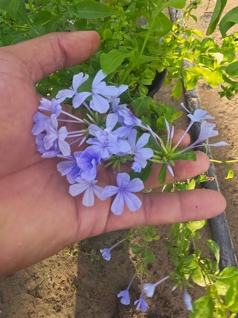 🪻 الإسم :   ياسمين أزرق💙
توفر لدينا سعر شتله 4000❤️‍🔥

عنوان / تقاطع سبعه نيسان داخل 
للتواصل والاستفسار/ ***********

🪻 نبات مستديم الخضرة ذو أزهار جذابة و جميلة . تختلف ألوان الزهرة فمنها البنفسج و الأزرق اللون بالياسمين الأزرق .

🪻مناسب لتغطية الأسوار والحوائط والمساحات الواسعة و ذلك لقدرته على التسلق و التمدد و التفرع الجانبي مما يجعله نبات مناسب للقص والتشكيل ، كما يمكن زراعته في سنادين .

🪻يسقى النبات عند جفاف التربة مع مراقبة  الري عند ارتفاع درجات الحرارة.

