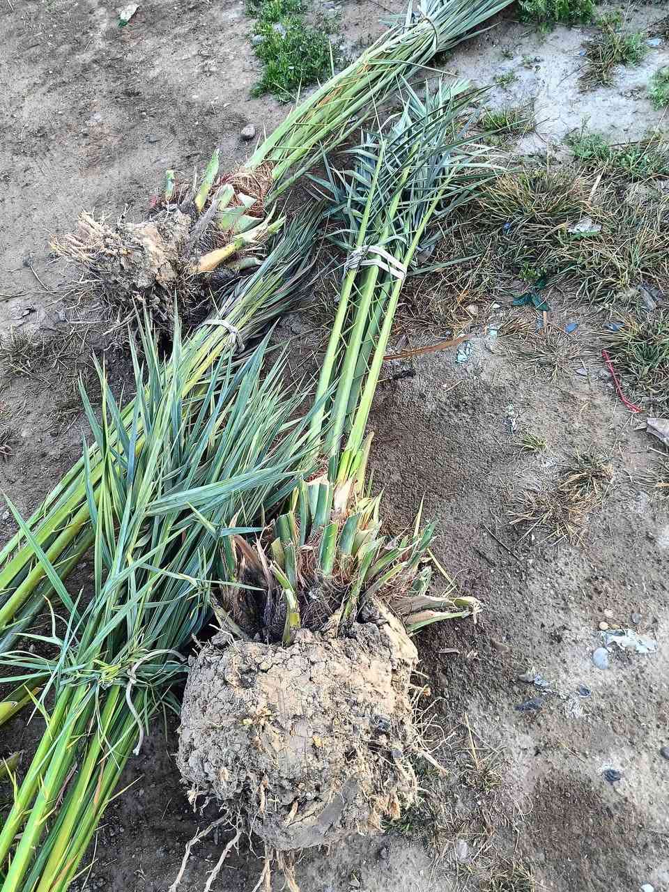 يتوفر نخل برحي مجهول بريم لابيع علمكاتبه***********
