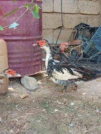 بط مصري • بط • نثية بط • فحل بط • طيور • حيوانات اليفة • بط للبيع