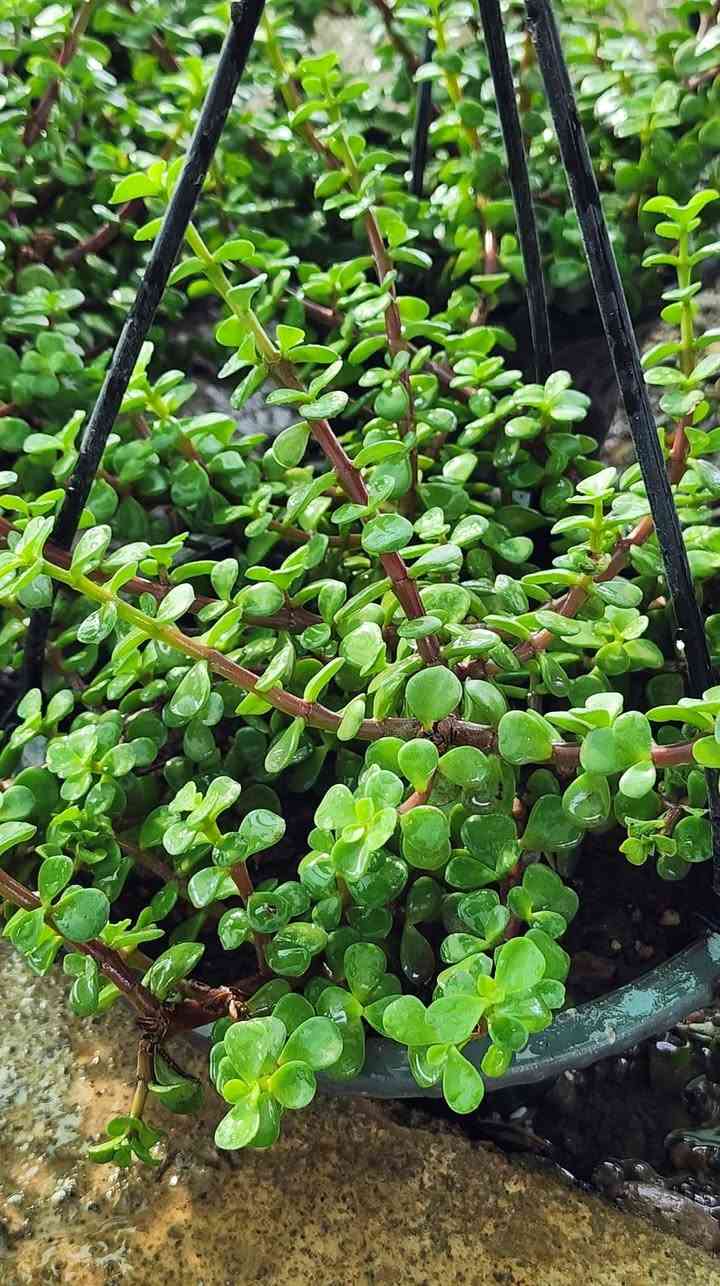 مشتل علي مناف/***********🌿🌷🍀☘️🍁🌼🌺🌹🎄🪴🪻💐🍃🎋🌱💮🌸🍂🍁🌴🌳🌲
