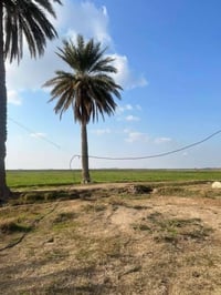 متوفر نصف دونم للبيع  طابو زراعي سند 25 الواجهة 25 م   خدمات متوفرة با...