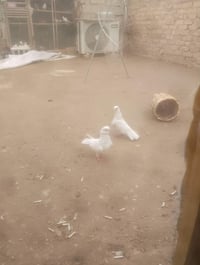 طيور مضمونه • ابيض صافي • سكندريه