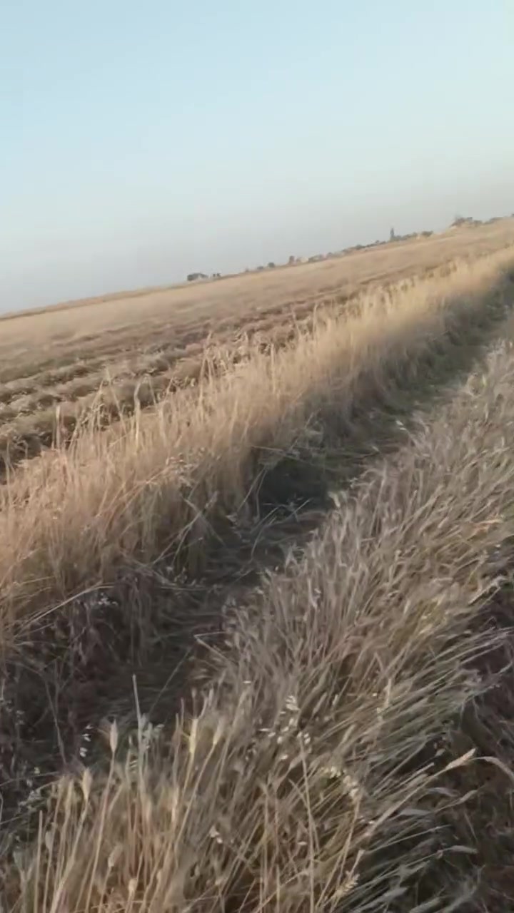 حاشوشة تركيه للبيع لحش الجنت وكافة الحشاىش


**إذا كنت صاحب هذا الإعلان وتريد حذفه لأي سبب، رجاءا أرسل رسالة إلى الدعم الفني**
