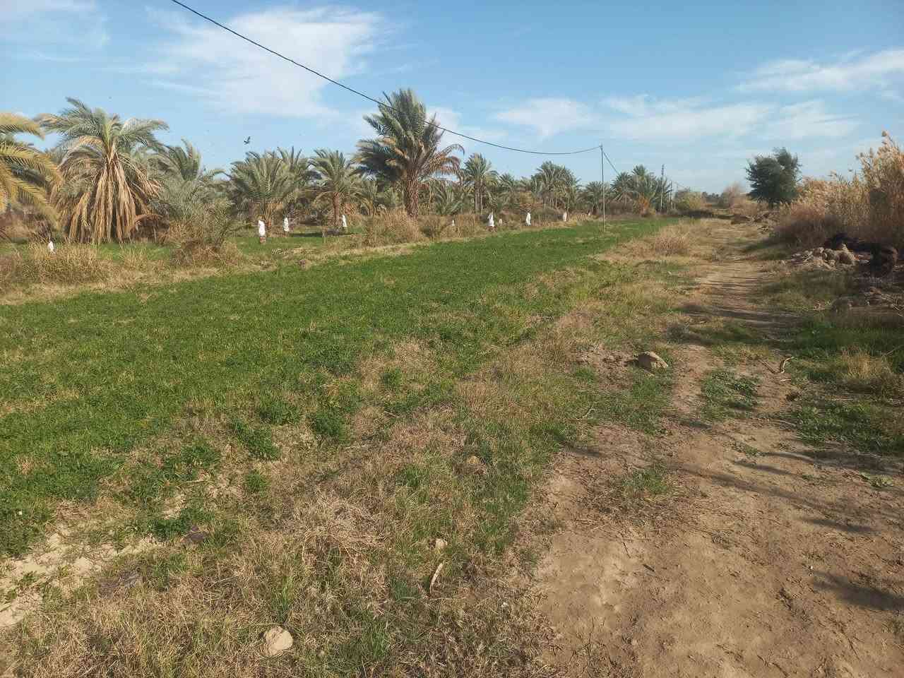 مزرعه عله شط ديوانيه النسيج فرع الصكور محتاجين فلاح يكعد بيها    بيها بيت حالين مزروعه جت  + 200 نخله  شكر حلاوي  خضراوي زهدي ماي دلال  التواصل  ***********
