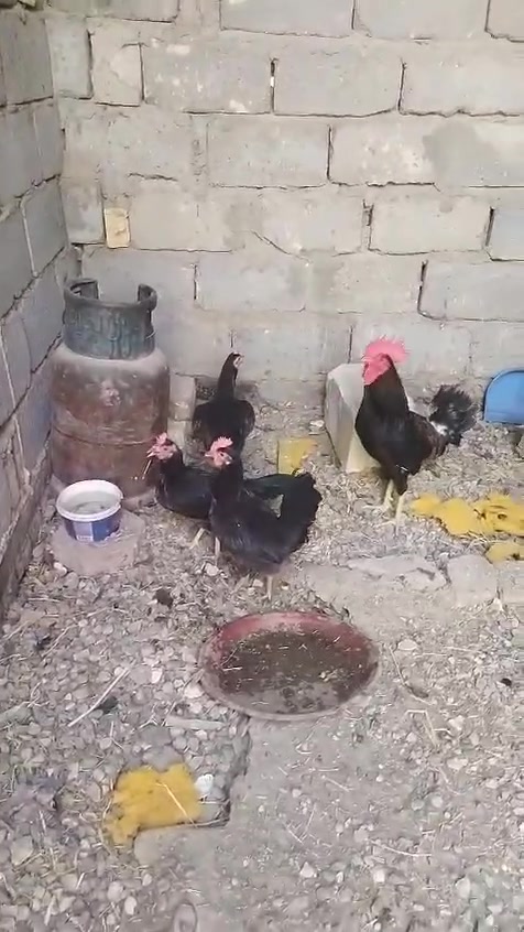متاح 3+1كحلي كويتي الدجاج بياض ناصريه مركز قفلهن 85/ ***********
