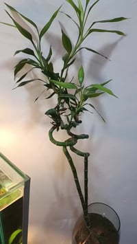 ديكور • حديقة • للبيع