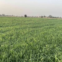 ارض زراعيه • ١٦ دونم • قريه الخميسيه