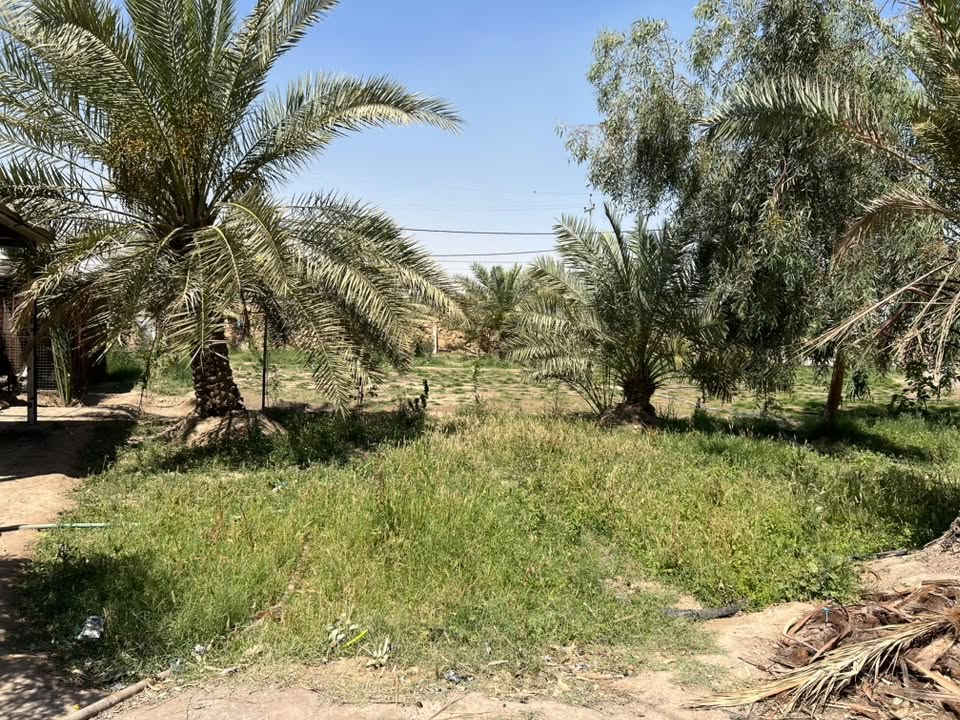 سلام عليكم دونم طابو زراعي سند 25 بسمي مداور ثاني يوم خدمات ماء اساله كهربلا خط مولده مدارس شارع تبليط عرضه 15 متر يبعد عن شارع العام السيدين 100 متر البيت بناء حديث مساحت البيت 310 متر يتكون من استقبال 18 متر وعرضه 5 +3 غرف طول الغرفه 7 متر وعرض 5 + صاله 15 متر وعرض 5 متر + مطبخ 7 متر وعرض 5 متر مجمع صحيات داخليات وخارجيات وكافت الخدمات ستفسار اتصل ع رقم *********** مكانه بابل قضاء الكفل قريب علا طريق ياحسين
