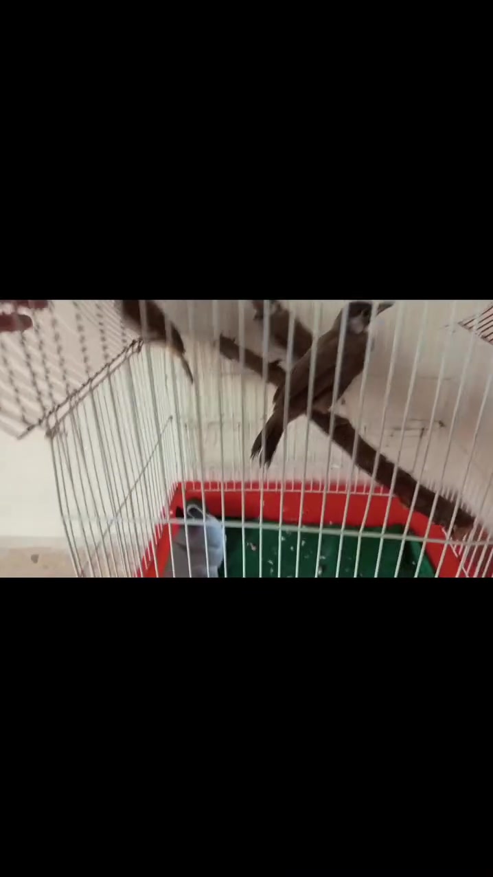 السلام عليكم  بلابل للبيع التك 30 شرط   اليف فول نشاط فول


**إذا كنت صاحب هذا الإعلان وتريد حذفه لأي سبب، رجاءا أرسل رسالة إلى الدعم الفني**