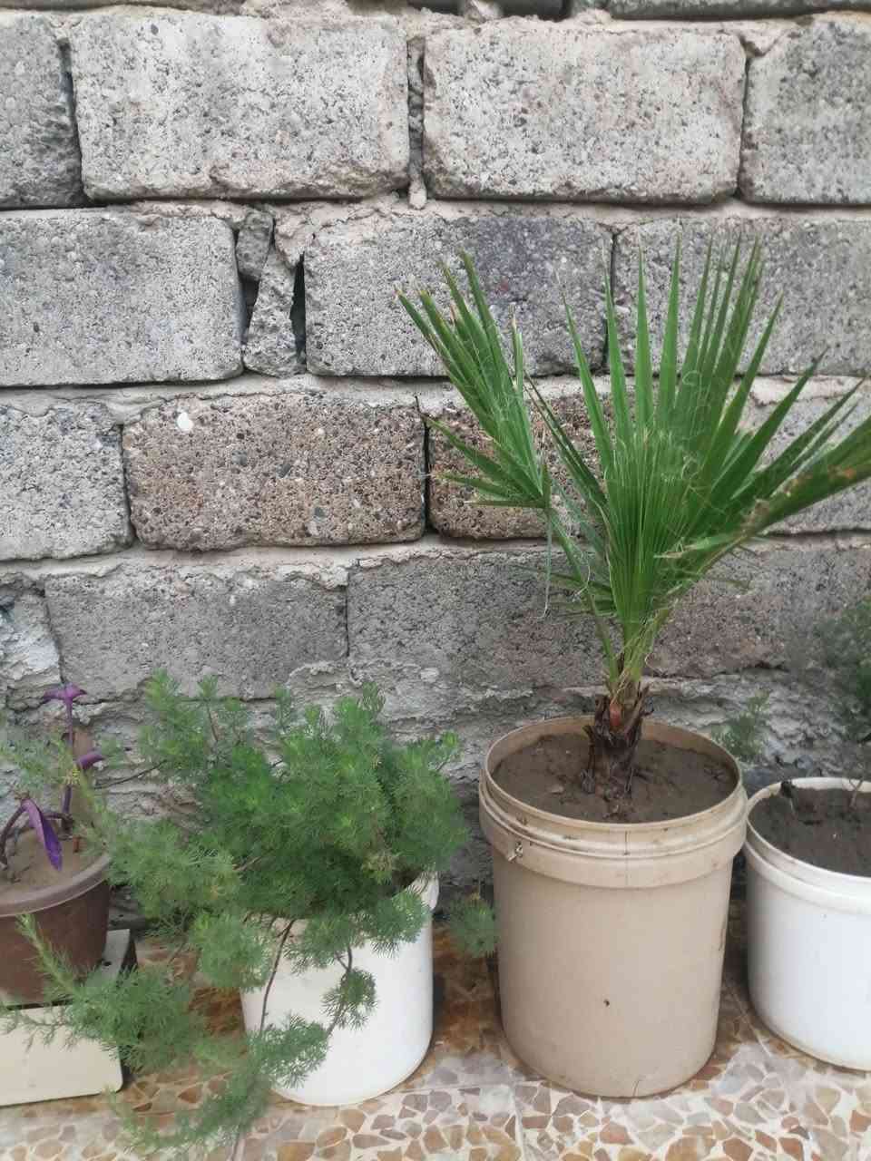 شتلات للبيع
السعر حسب القطعة
العنوان موصل جانب الأيمن إصلاح الزراعي
***********
