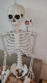 مجسم هيكل عضمي • ١٥٠سم • توصيل