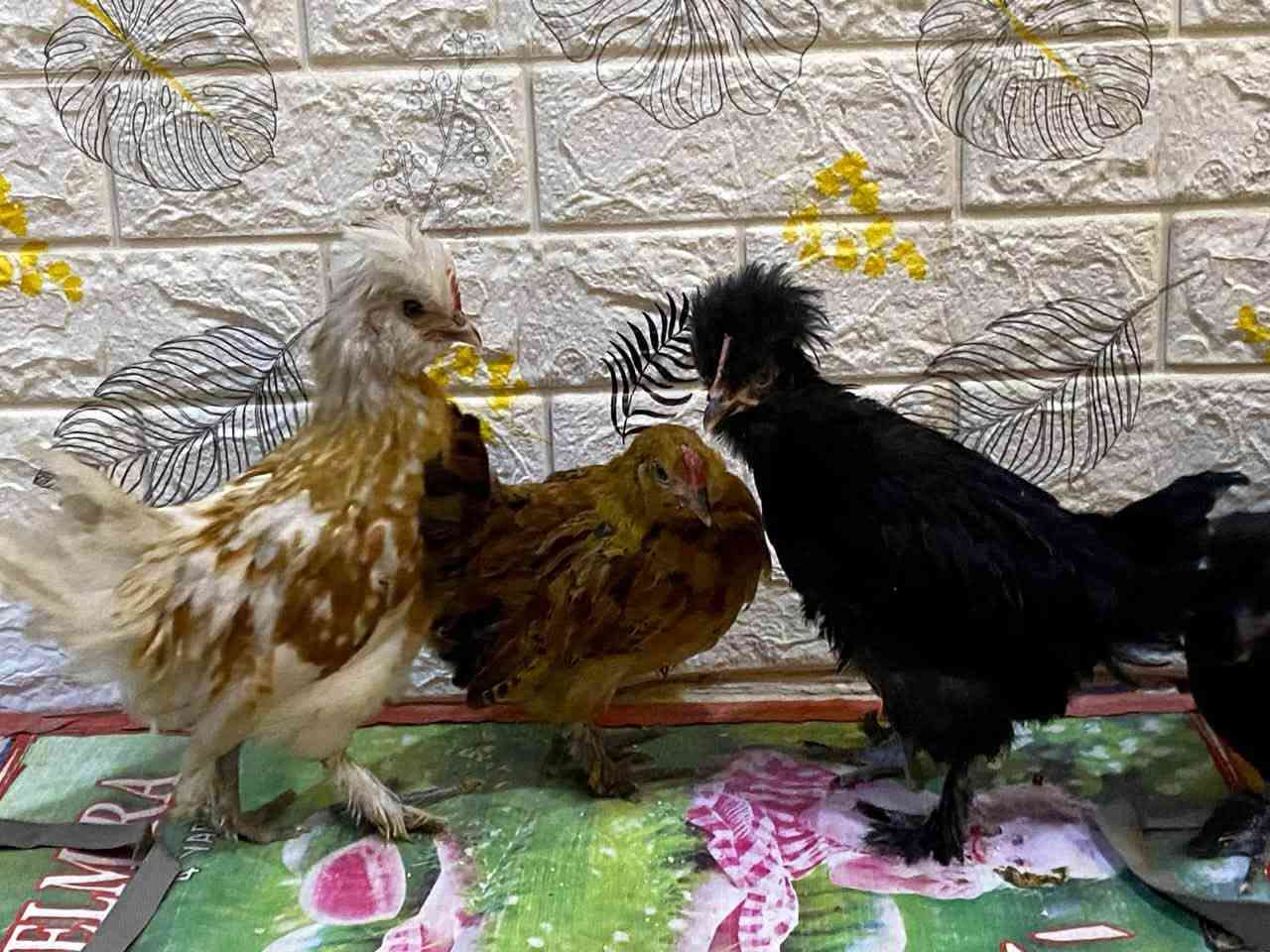 كوجي ألوان حلوه
عدد 11  ملقح اغلبهن دجاج  سعر زوج 18 الف فقط

مكان كربلاء سيف سعد


**إذا كنت صاحب هذا الإعلان وتريد حذفه لأي سبب، رجاءا أرسل رسالة إلى الدعم الفني**