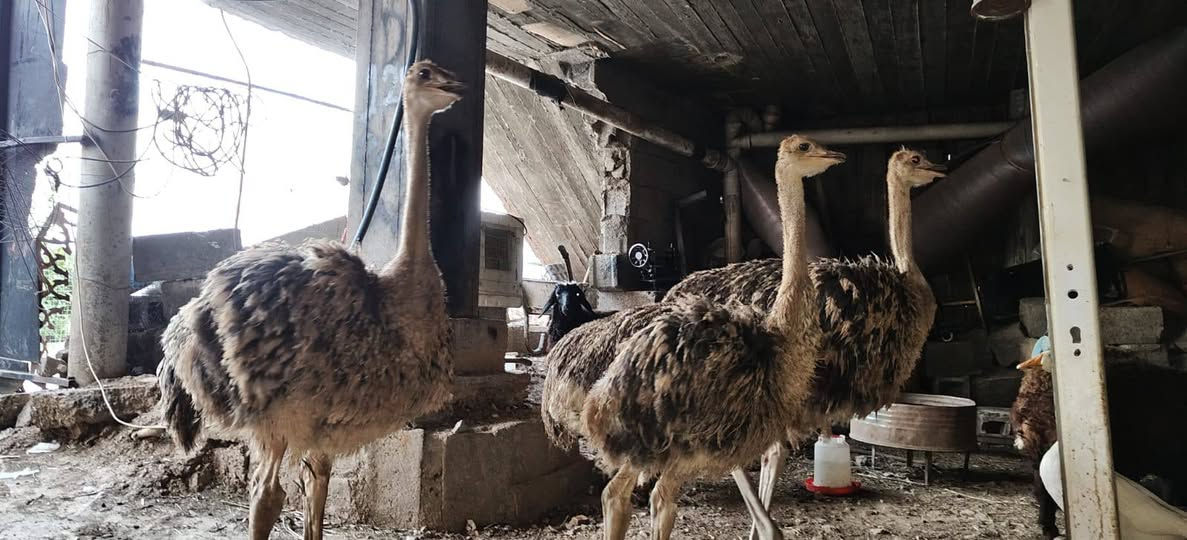 به  ناويخوا ئه م من عامانه بو فروشتن بوزانياري زياتر په يوه نديبه مژماره يه وه بكه ن$ *********** السليمانية, العراق
