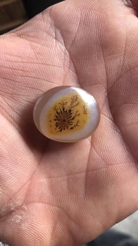 يماني شجري • قابل تفاوض