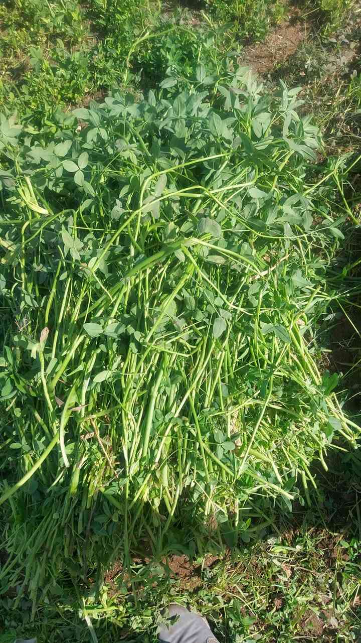 اللي عايز علف نظيف بقيمة غذائية أعلى… يبدأ من الأرض صح 👨🏻‍🌾✨
📍 المساحة: 1 فدان 
🌱 المعاملة: مركب نوفابلس برسيم
🚫 بدون أي كيماويات
النتيجة؟
✔ طول العود من 125 لـ 130 سم
✔ سمك عود ممتاز وتحمل قوي
✔ نسبة بروتين عالية وجودة واضحة في النمو
✔ لون أخضر صحي يعكس تربة متزنة وحيوية شغالة تحت الأرض


**إذا كنت صاحب هذا الإعلان وتريد حذفه لأي سبب، رجاءا أرسل رسالة إلى الدعم الفني**