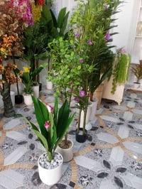 سعفة • هيت الانبار • شارع الجمعية الاولى