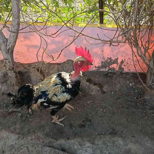 سلام عليكم 
ديج عرب عليبي شوكي السعر ب 18 صحه خير من الله 
مكان شهربان هذا ***********
