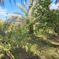 كربلاء الإبراهيمية • ٣ دوانم • بيتين ٢٠٠م