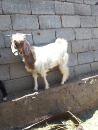 الانبار هيت • ثلاث • جداية عدلات