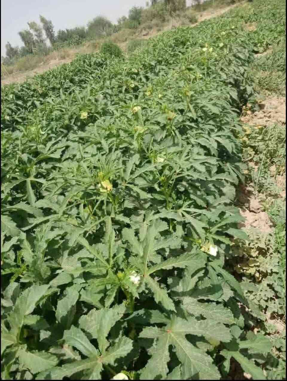 بذور بانيه اللبيع مكفوله اللحوي ***********
