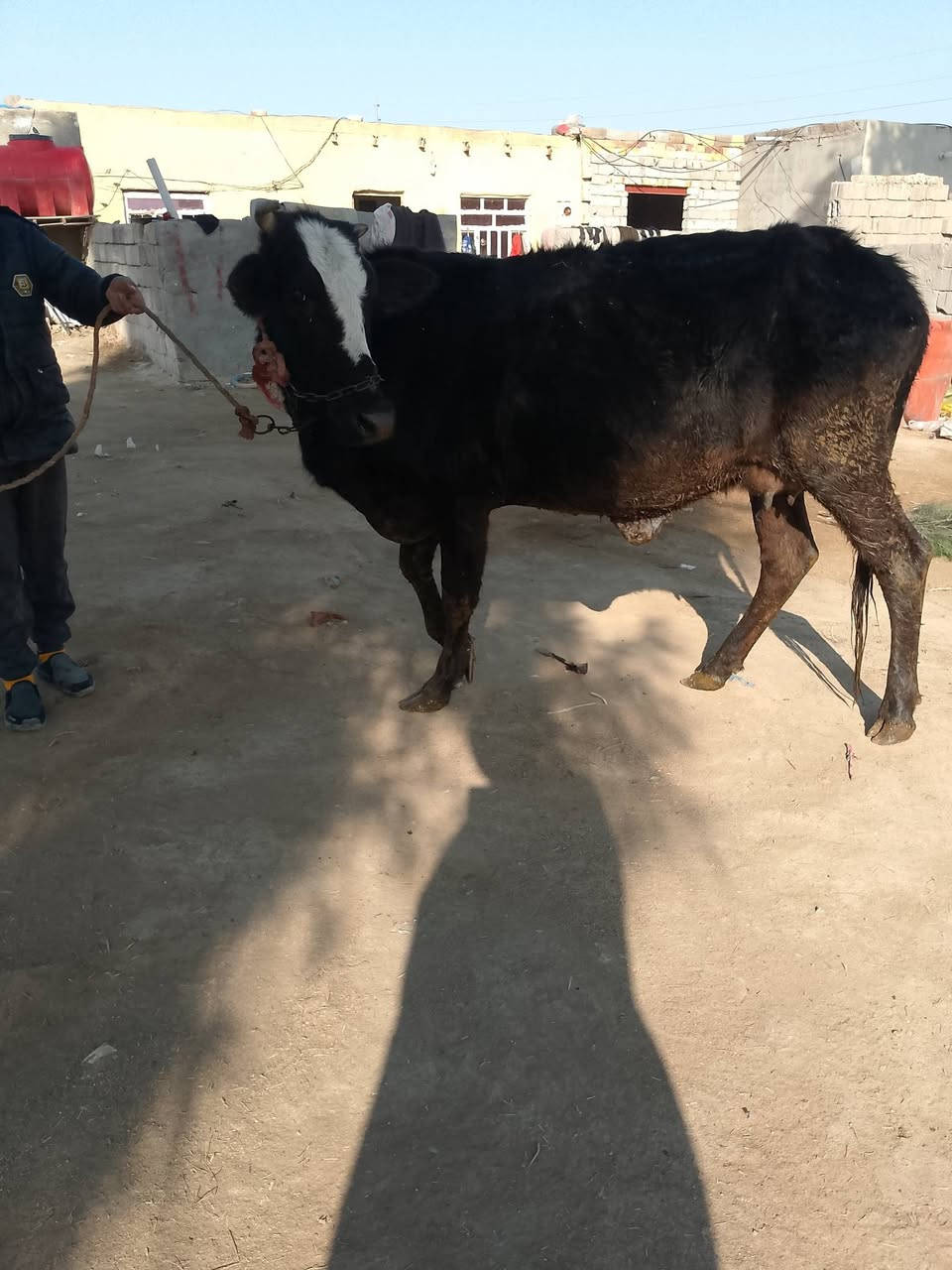 سلام عليكم هايشه لجبه تحلب كل شروط الجني أم ثاني سعر 1100بابل شوملي يوجد توصيل ***********
