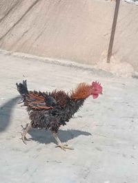 ديوكه • بابل • سده الهنديه