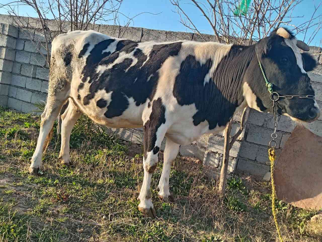 السلام عليكم يوجد هايشه للبيع للاستفسار الاتصال على الرقم ***********
