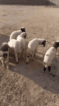 البصره الزبير • ٢٠ طليان • ٨ فحل ١٢ نثايه