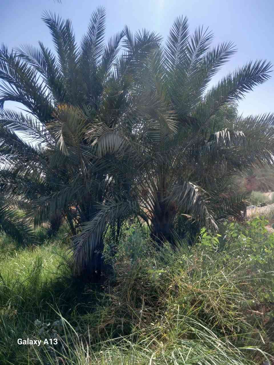 قطعة ارض للبيع
المساحة 5 دونم تحتوي على 180 نخله مع فسيل جاهز للقلع و80 تينه ملونه والوسط جت ومضخة كهربائيه شط الفرات 

على طريق ام خشم المحاجير الشرقية 

تصلح مشروع تجاري ..بيع مستعجل

للاستفسار على الرقم 

***********
