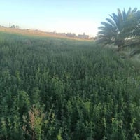 قرية آل عبيد • ٣ دونم • أرض