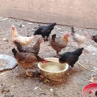 دجاج بياض • ٨حبات • مجال بسيط
