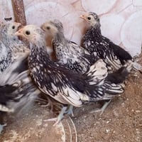 افراخ اسباني • سبرايت • ٥ ازواج