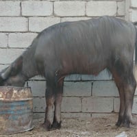 حشوة سمينة • نذر • الناصرية