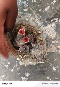 بلابل • طيور زينة