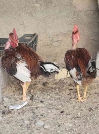 ٤ديوكه ٣ابو ارقيبه سعر الواحد ١٤ الف مراسله واتساب07734538038