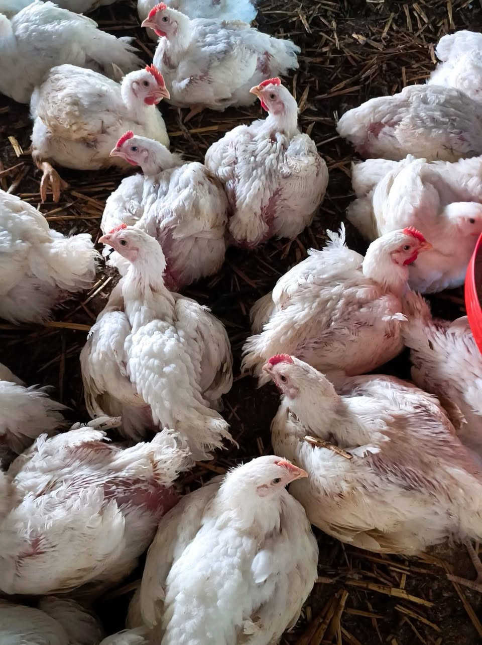 يوجد دجاج حي سعر الكيلو 3200
يوجد شوي عله الحطب العنوان شيشبار محلات قريه الرمان 
المحل مفتح من الصبح لليل
*********** 

***********
