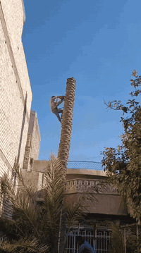 📢 خدمة قطع الأشجار والنخيل في بغداد – الكرخ والرصافة 🌴✂️  هل لديك شجرة...