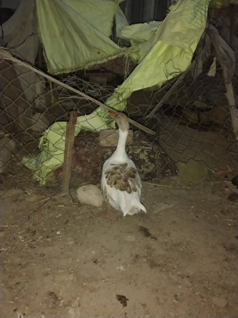 سلام عليكم مشكلات انوس وخضيري + بطه للبيع السعر خاص


**إذا كنت صاحب هذا الإعلان وتريد حذفه لأي سبب، رجاءا أرسل رسالة إلى الدعم الفني**