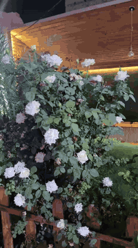 كراغول زين العابدين • طابو زراعي • ٢٧٢م