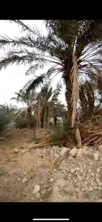 بستان • ٨٠٠م • ابي الخصيب محيله