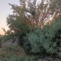 كربلاء شارع بغداد • طابو زراعي • واجهة ٥٠م