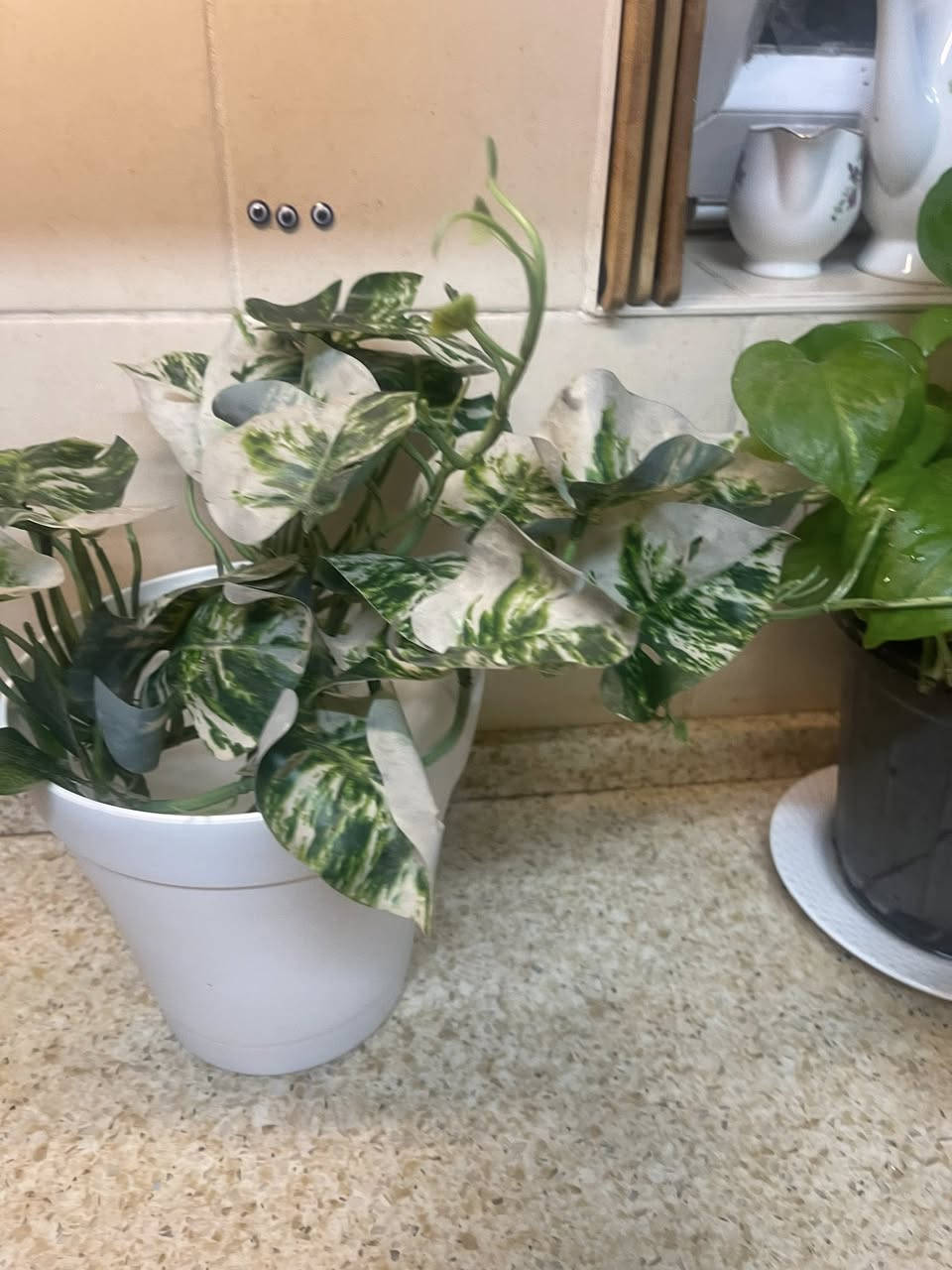 زرع صناعي غصنين سعر 2. بدون السندانه


**إذا كنت صاحب هذا الإعلان وتريد حذفه لأي سبب، رجاءا أرسل رسالة إلى الدعم الفني**